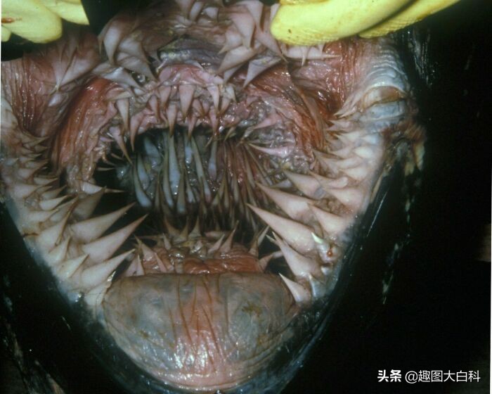 通过显微镜看到的这种变形虫,发现他居然也在看着我,不过它的表情好像