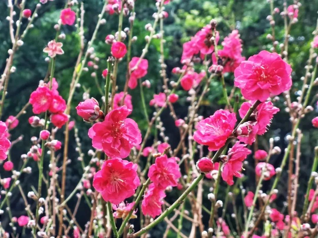 十里桃花不如你(十里桃花不如你)