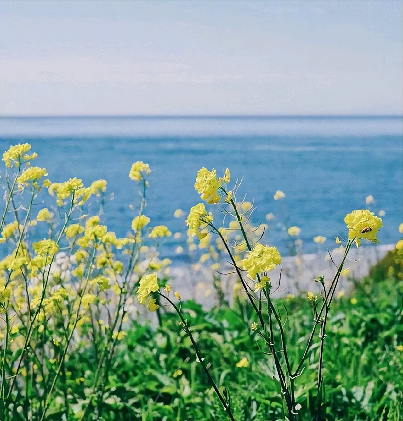 夏天唯美景物好句子