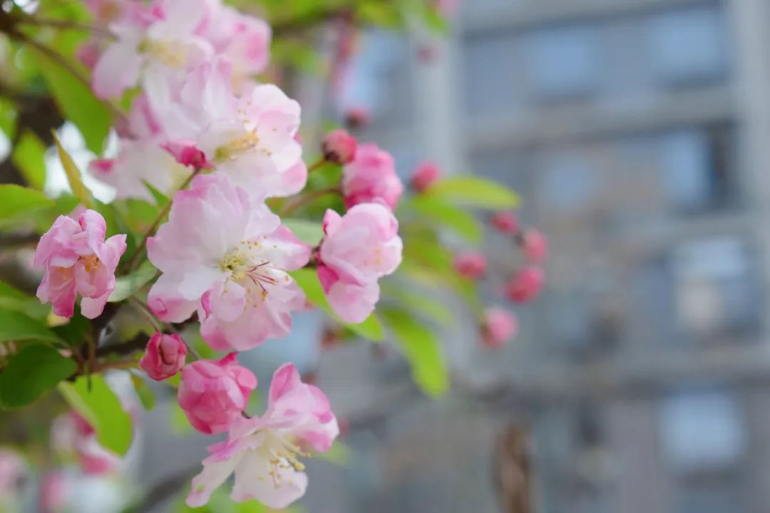 "悦"享春光，花香满"湖"！悦湖园区的花都开好啦，打卡走起！