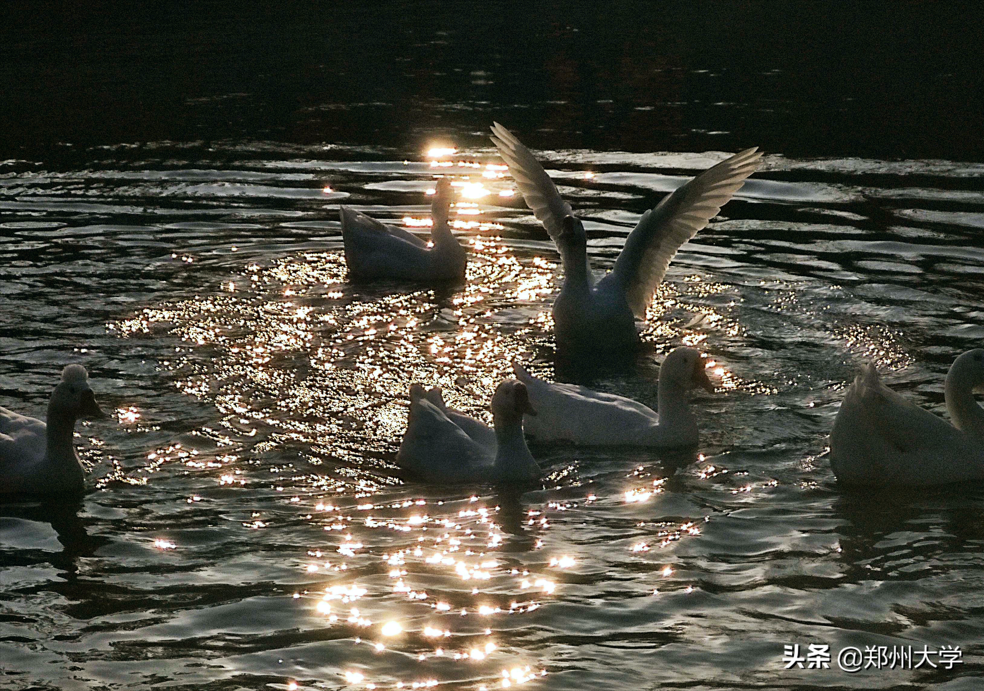 揭秘！郑州大学“校宠”的日常二三事