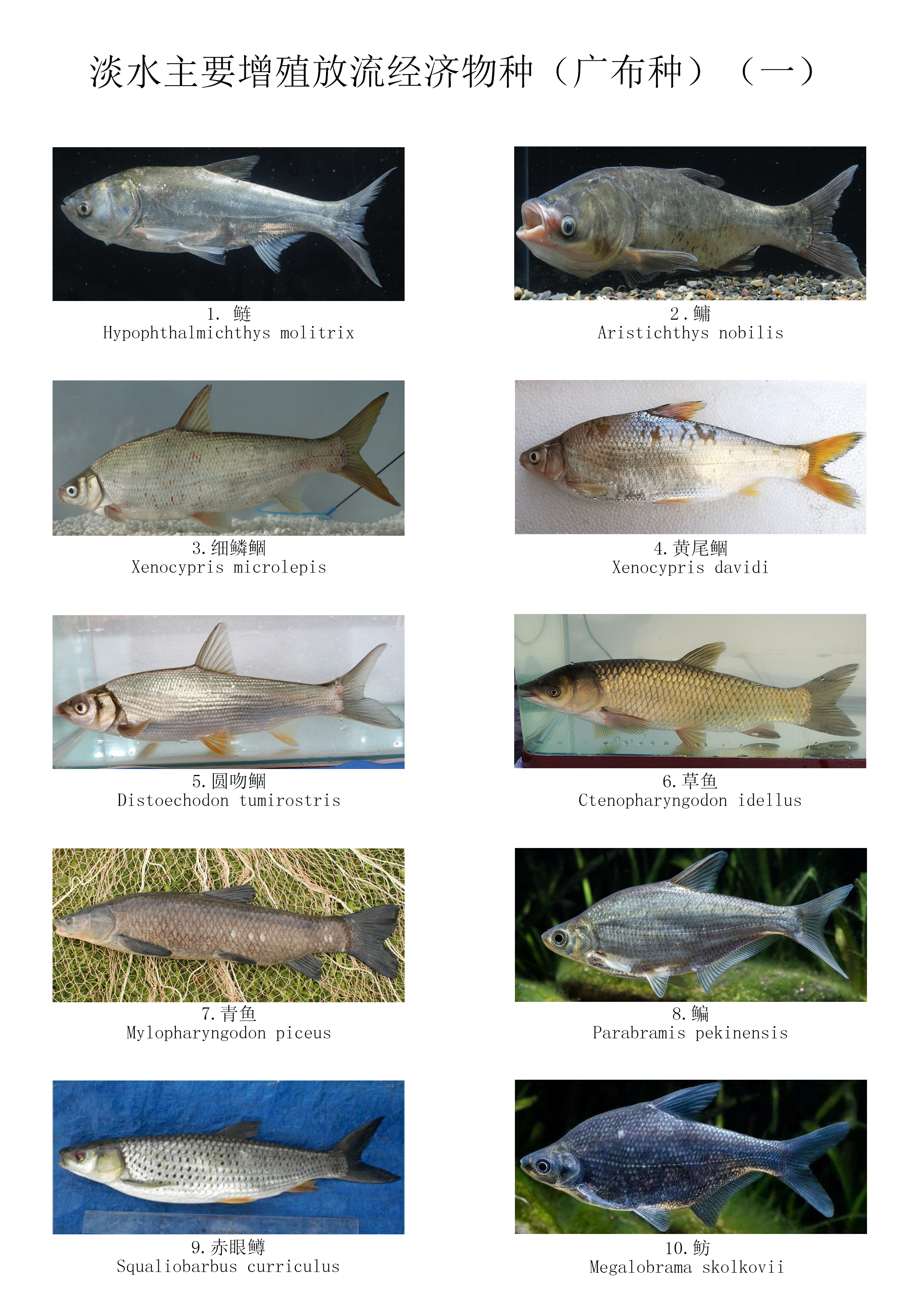 淡水鱼种类图片 图库图片
