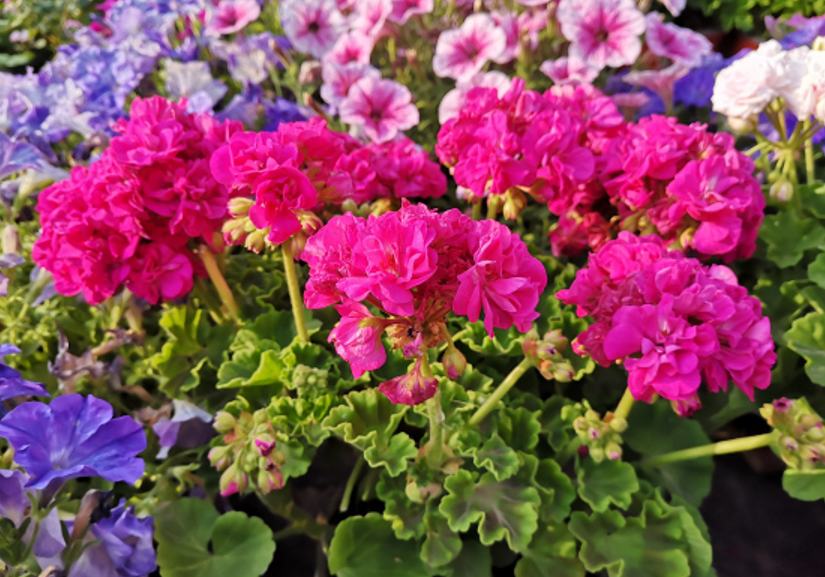 新手想养花，做好简单“3步”，养好一点都不难，关键在“方法”