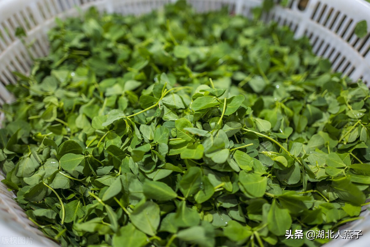 50种野菜大图片，教你认识不同的野菜和吃法，你想要的野菜这里有