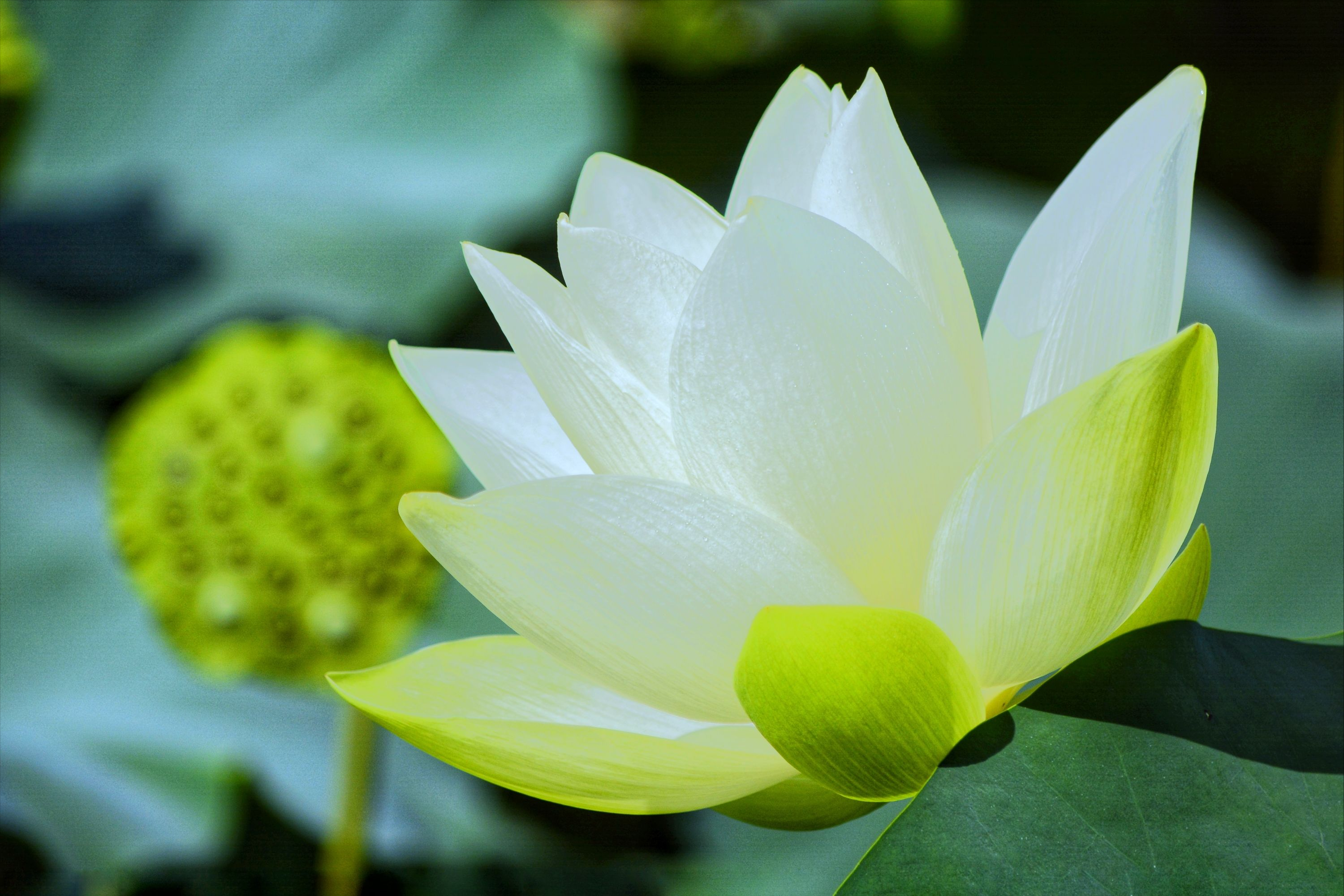 30首唯美荷花诗词，让诗意的荷花给你带来夏日的美好