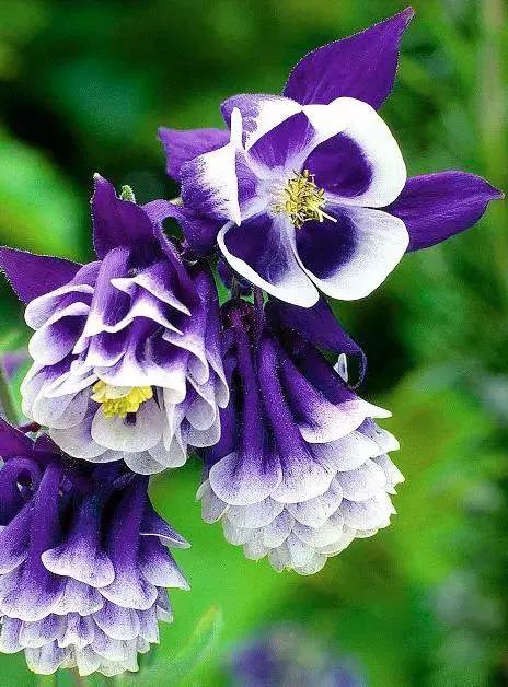 花的图片大全大图60种罕见鲜花欣赏