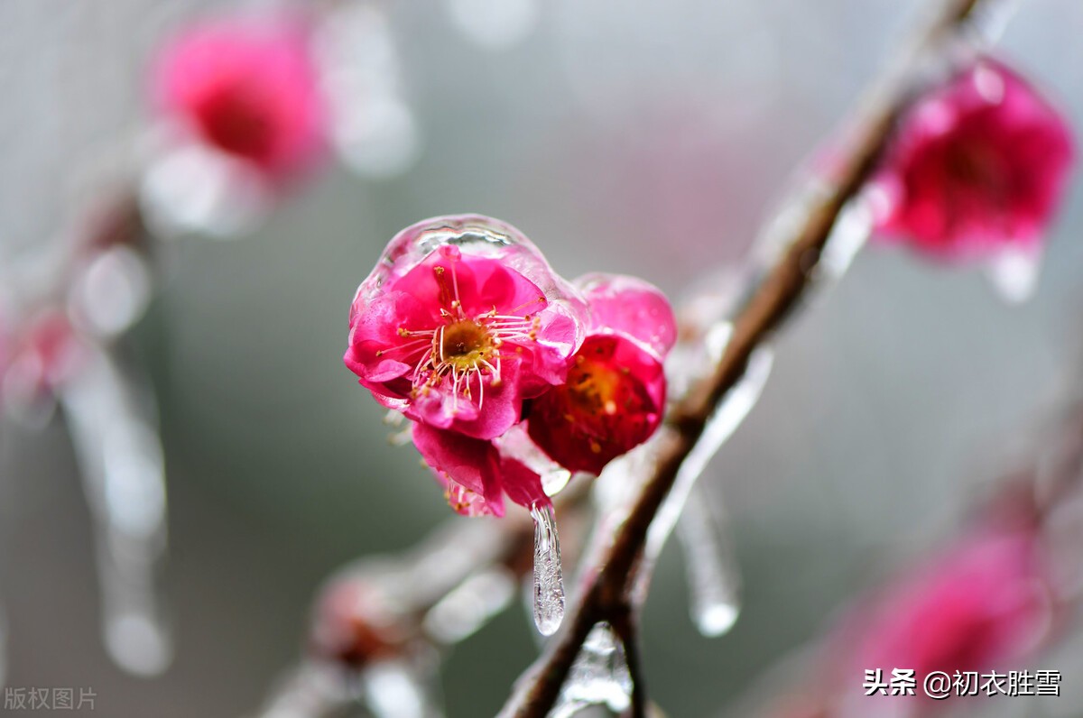 唯美春雪唐诗七首：春雪满空来，触处似花开