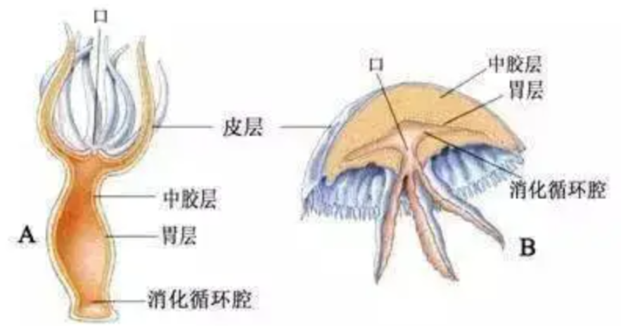 ��������ձ�ѡ�����˥�ϣ��������������⾿����Ϊʲô��