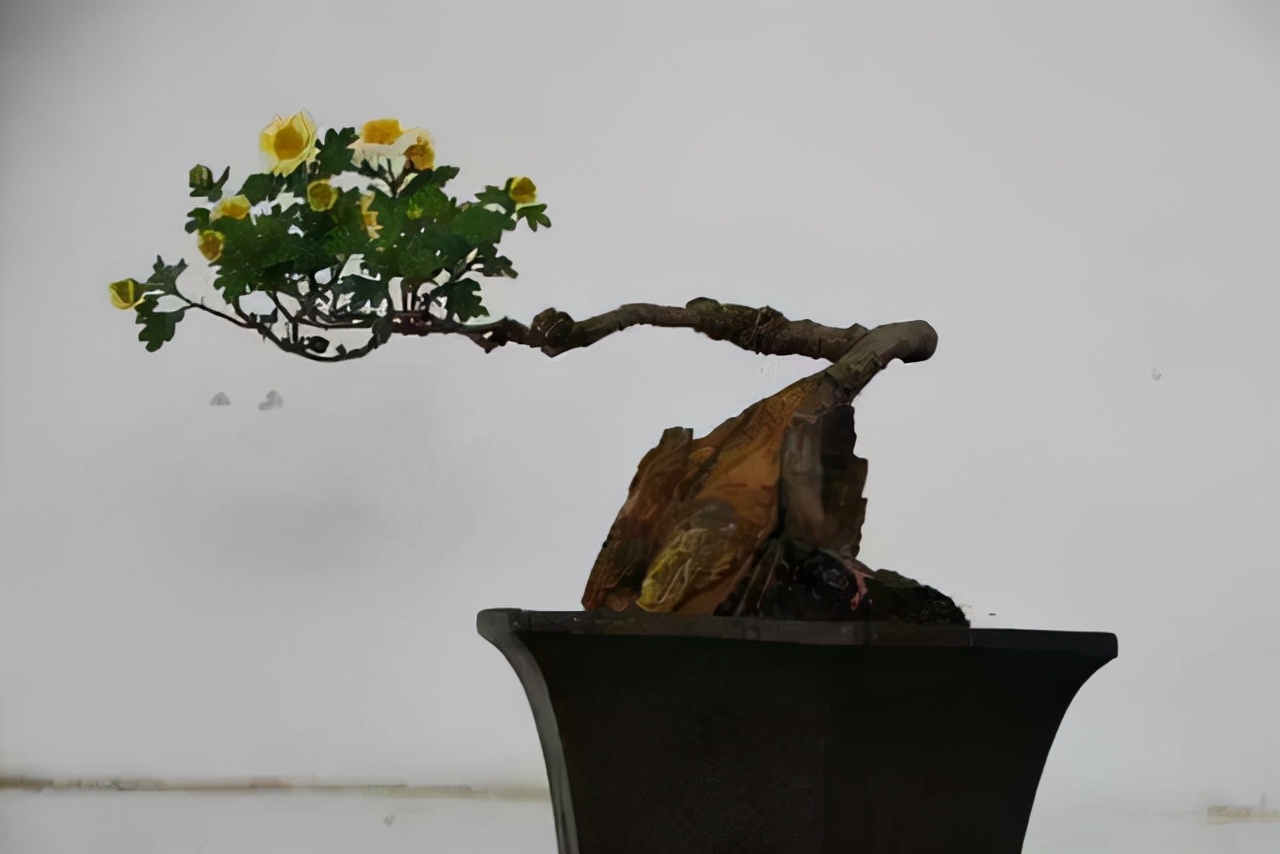 银杏盆景图片大全欣赏(图文赏析常见的银杏盆景大全)