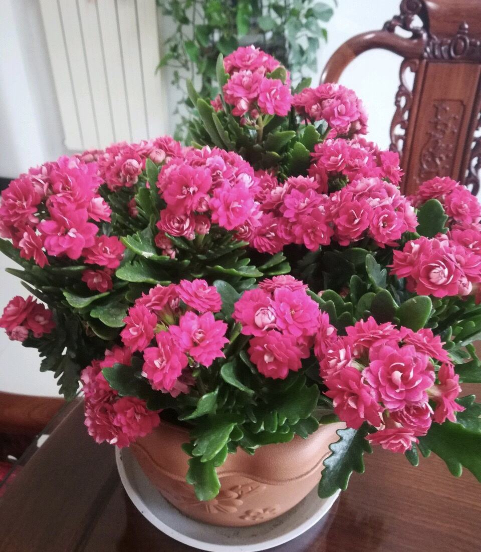 10大"吉祥花,好养又高档,家里养一盆,有花有果招财又旺家