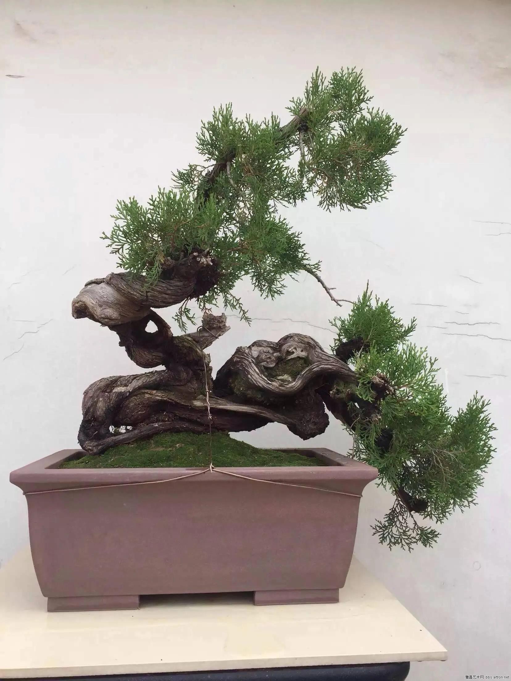 太行崖柏有什么功效和作用(太行山崖柏几乎灭绝)