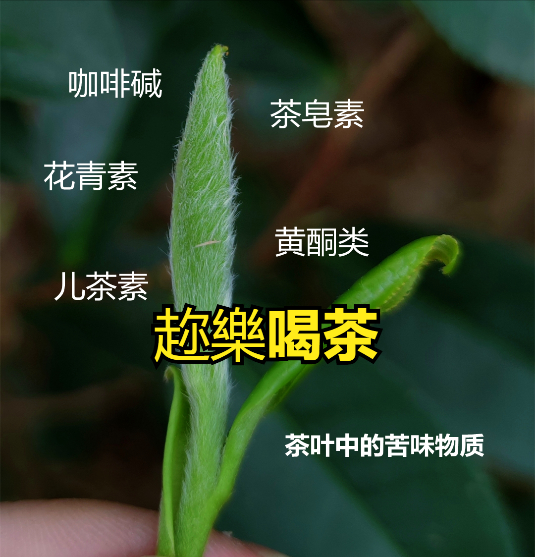 茉莉花茶十幾二十元就能買到？看一下是怎么回事
