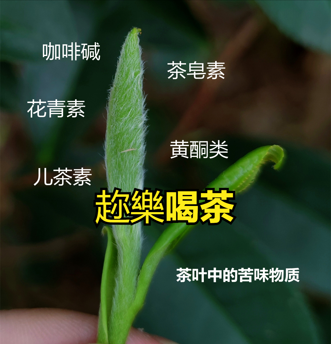 茉莉花茶十几二十元就能买到？看一下是怎么回事