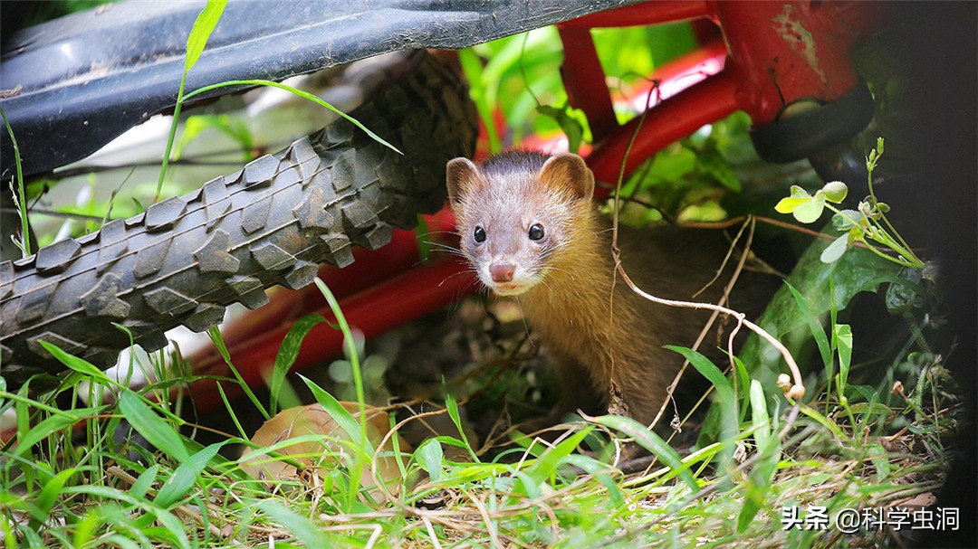 24年前的黄鼠狼"讨封"事件,究竟是真是假?