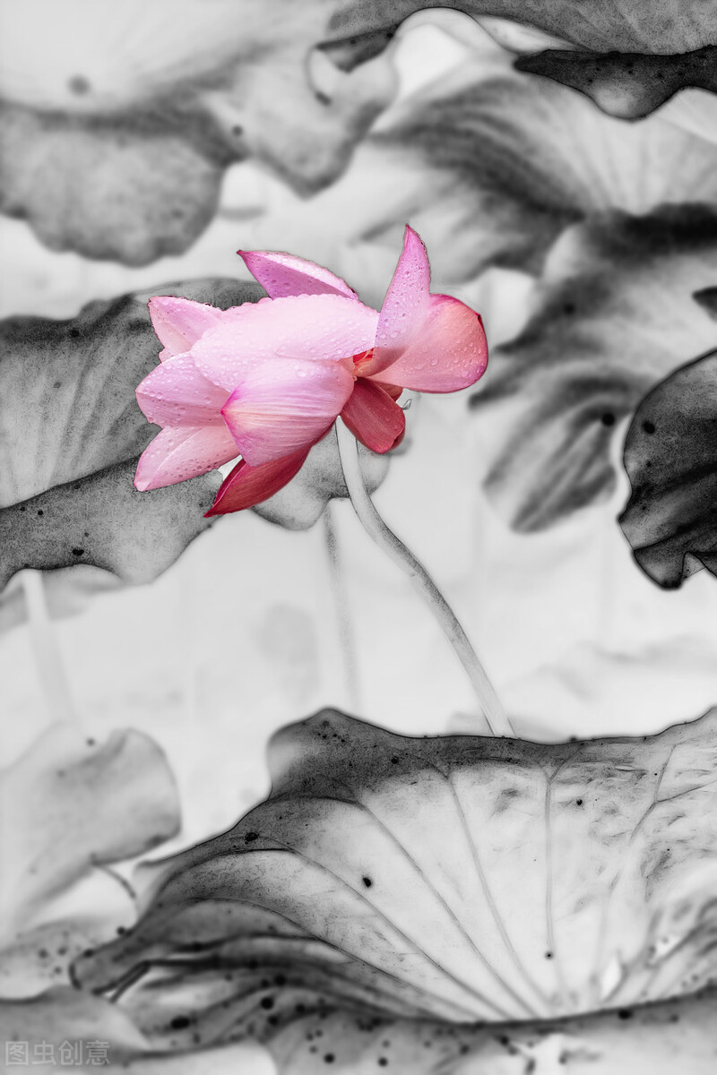 禅意静心唯美意境,古风仙仙荷韵写意之美