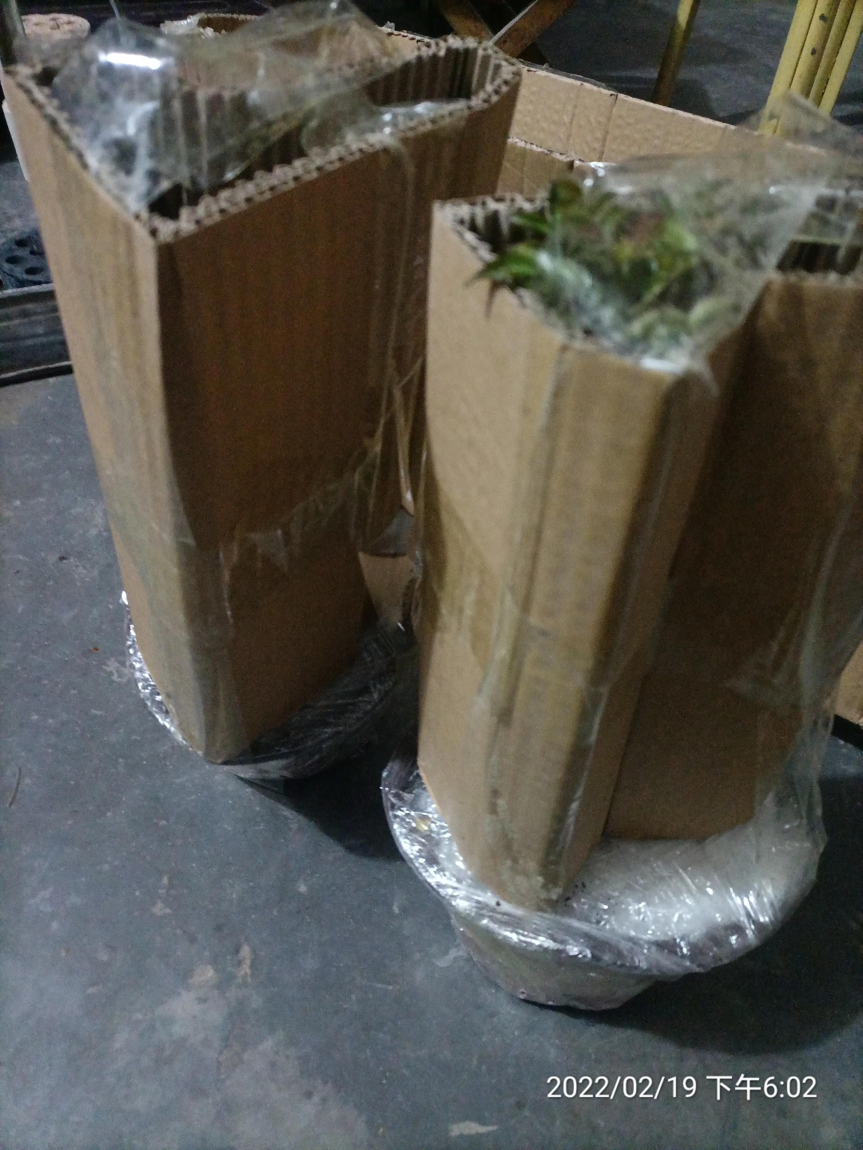 阳台花开，岁月静好——生活里的小确幸