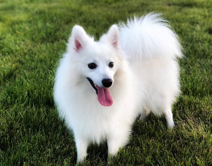 "好看"但"冷门"的几种狗,你很可能一种都没见过