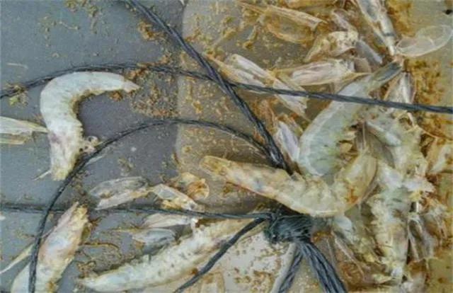 南美白对虾养殖中，“脱壳不遂”症状详解