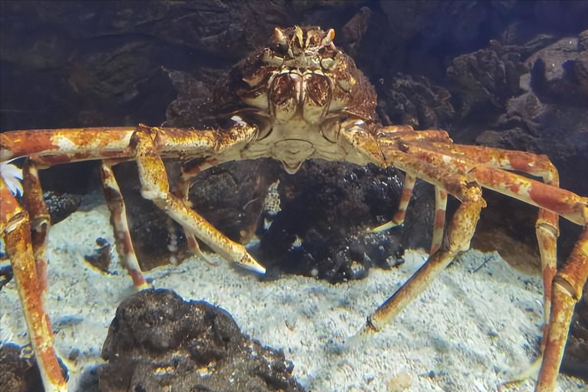 世界上最大一只巨型螃蟹(壮观巨蟹惊世现身海底秘境)