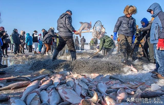 头鱼拍出299.99万天价，单网出鱼10万斤！查干湖的鱼永远捞不完？