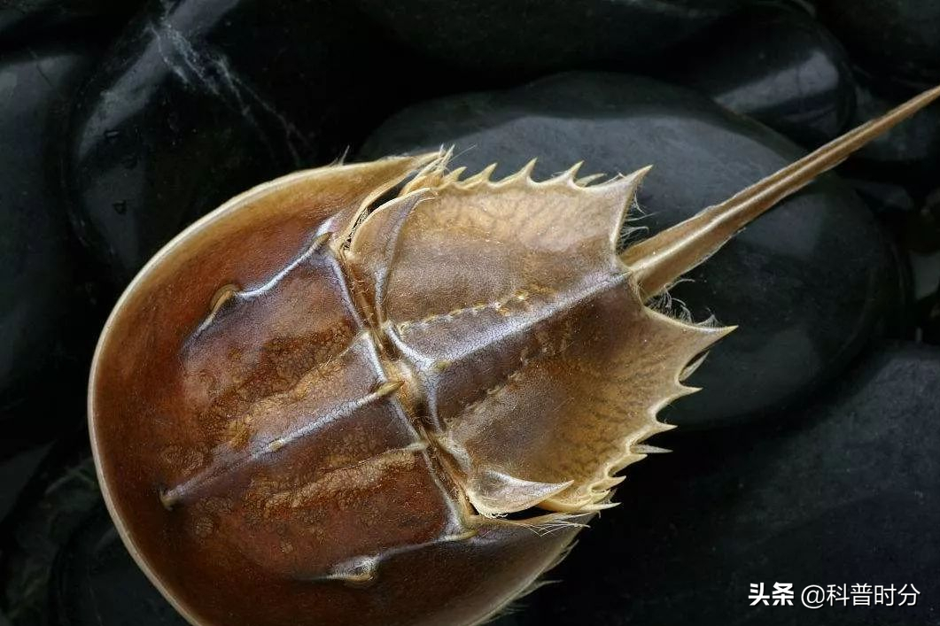 四亿年生物被人强制抽血,一升蓝色血液价值十万,因人类濒临灭绝