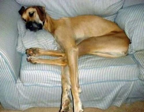 狗狗睡姿有多“奇葩”？看完后，谁能忍住不笑