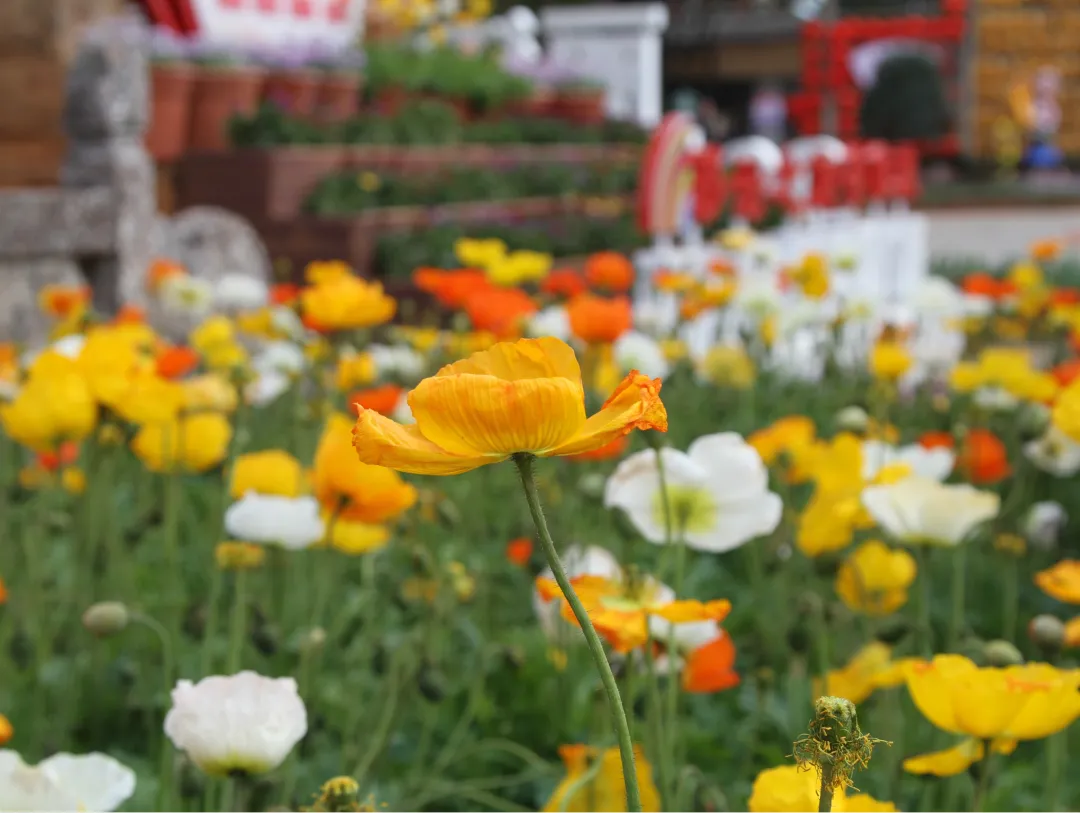 新春临近 在丽江古城率先进入“花的世界”