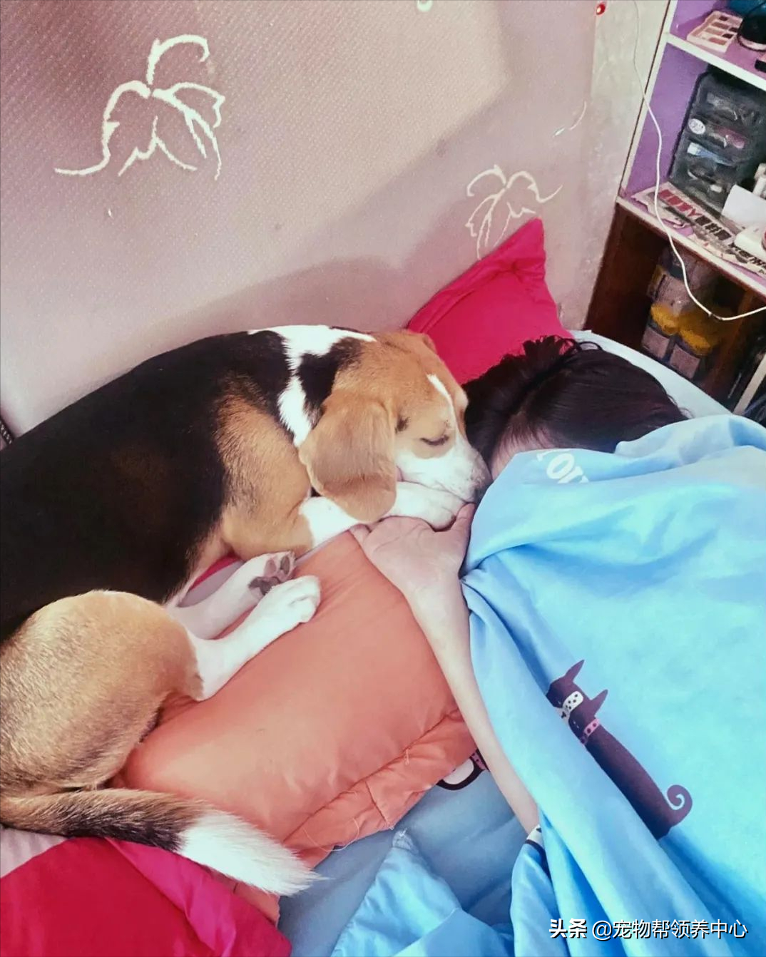 小主人被罚站，狗狗立马丢下玩具陪着挨骂，还用笑容化解矛盾