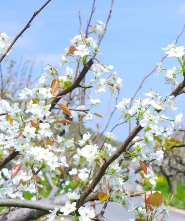 百花深处是庐江，邀您云赏春日梨花