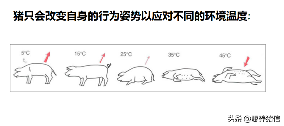 猪病治疗最佳有效方案(猪病治疗的原则与难点分析)