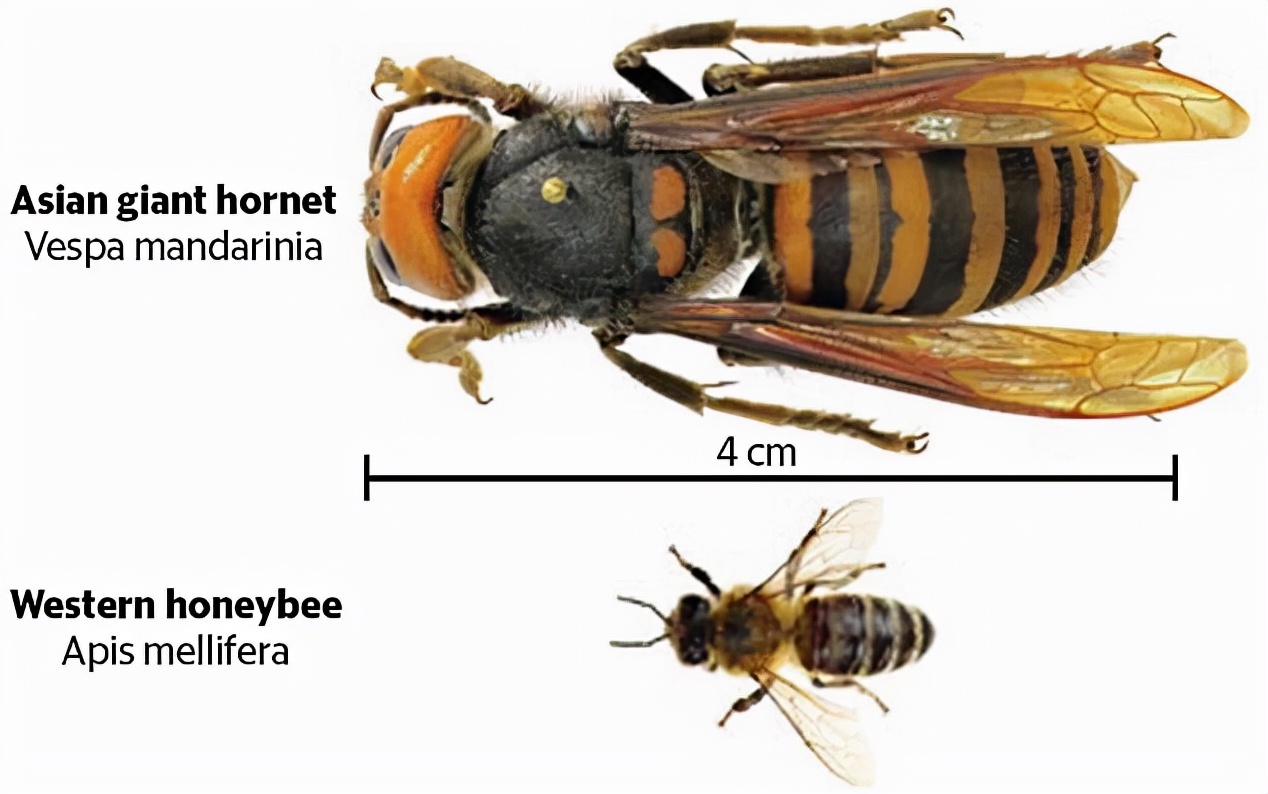 杀人蜂在美国泛滥，三针能够杀死一头牛？云南人却把它当美食