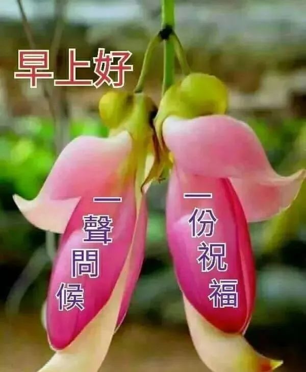 周三经典早安吉祥问候语动态表情包 繁花似锦、发财顺心图片