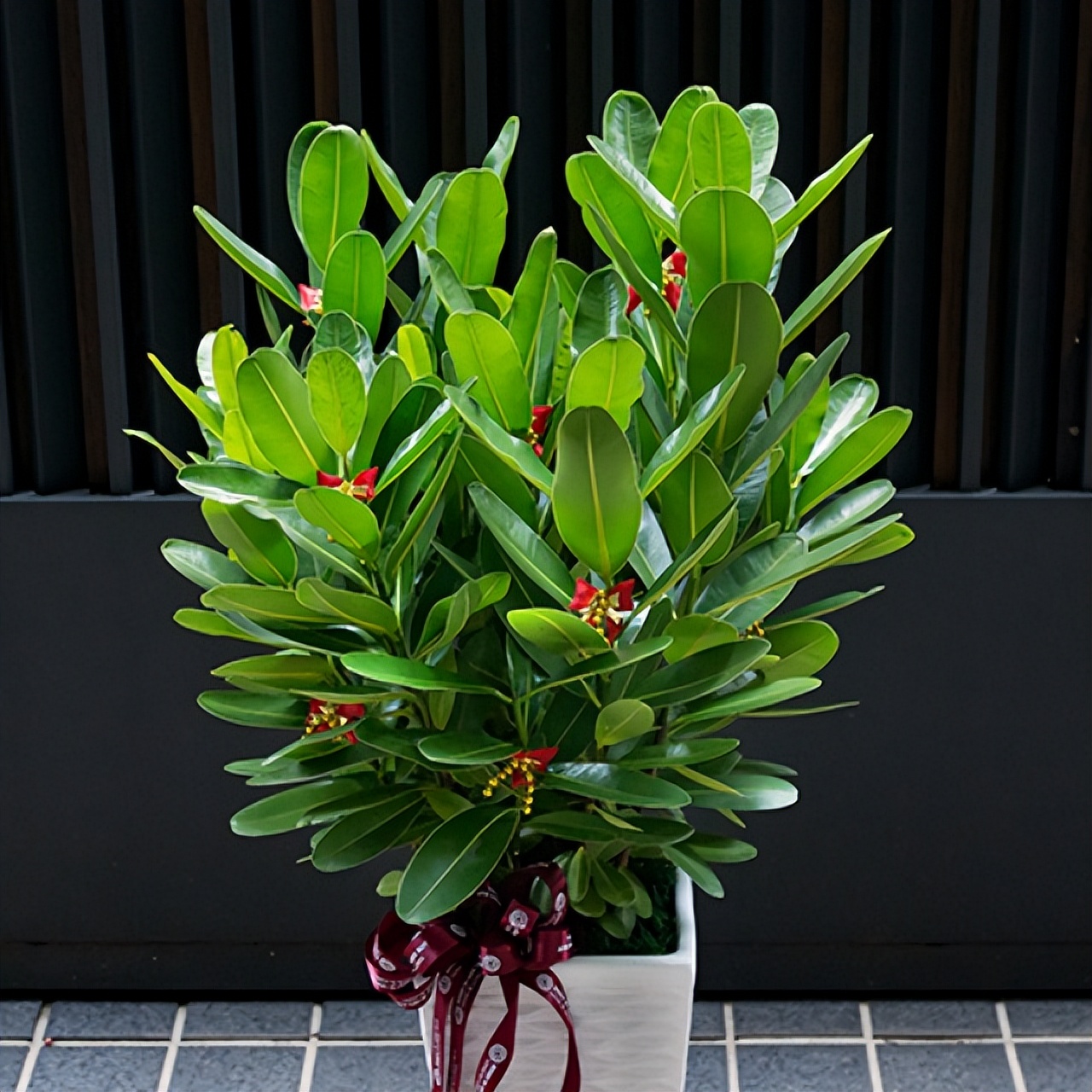 巴西木怎么样(巴西木养护过程需要注意什么)