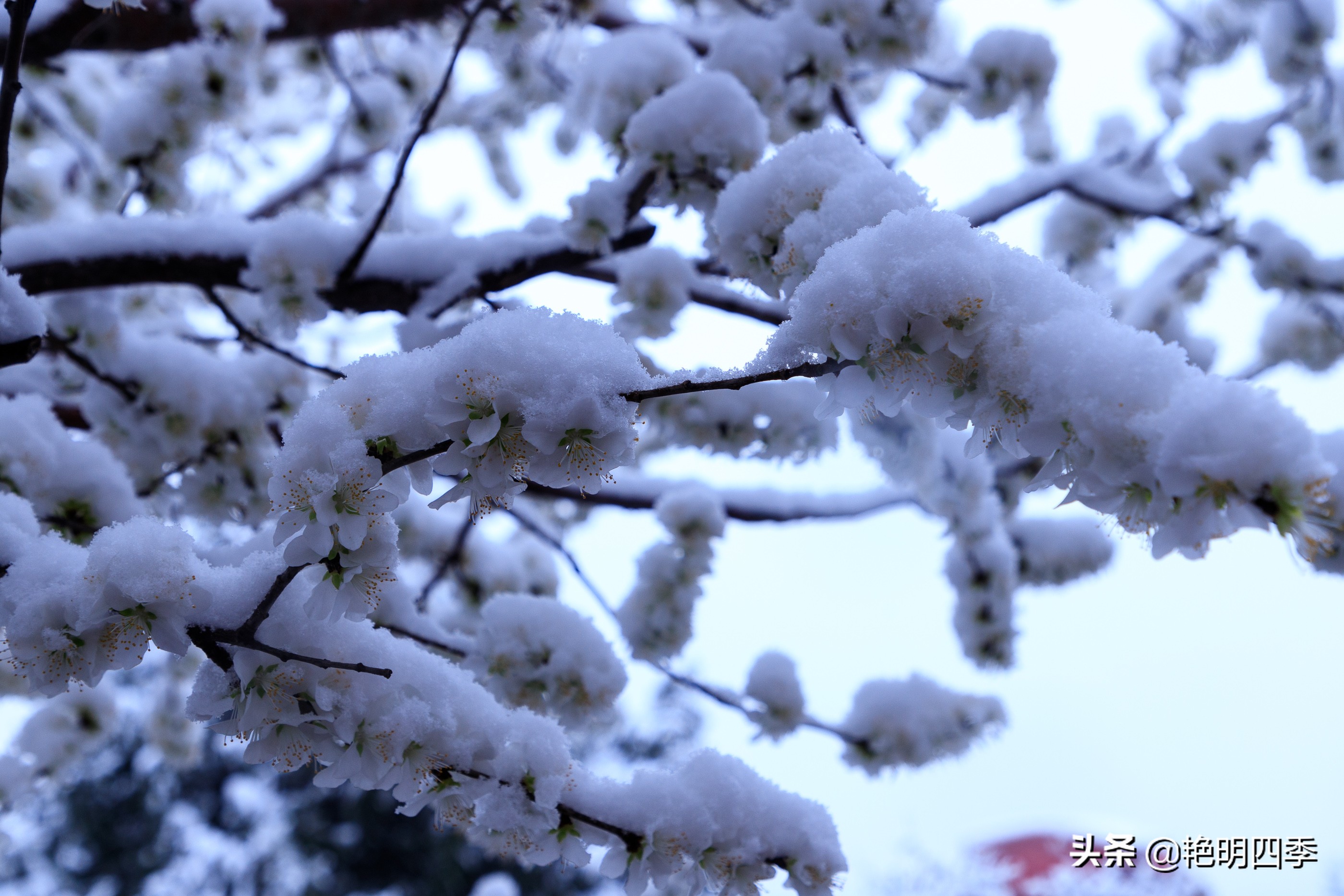 春天里，在紫禁城看一场大雪，与冬天做一个郑重的告别