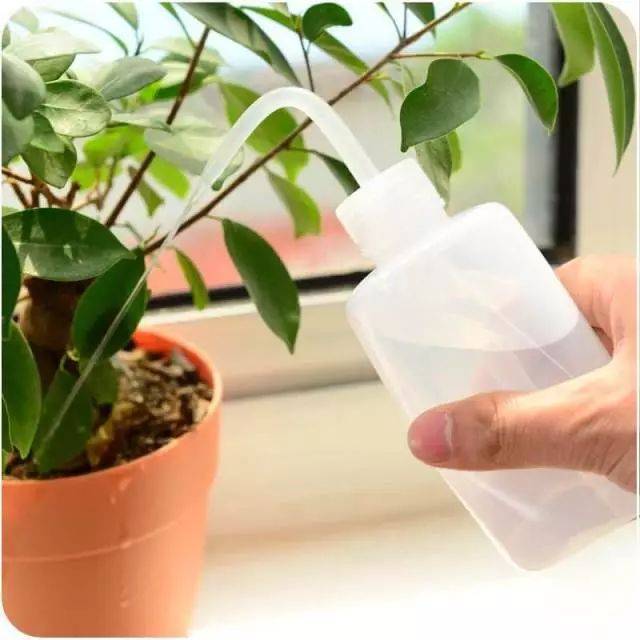 盆土硬得像石頭？澆碗自制的肥水，讓土壤松軟得像面包，種啥啥活