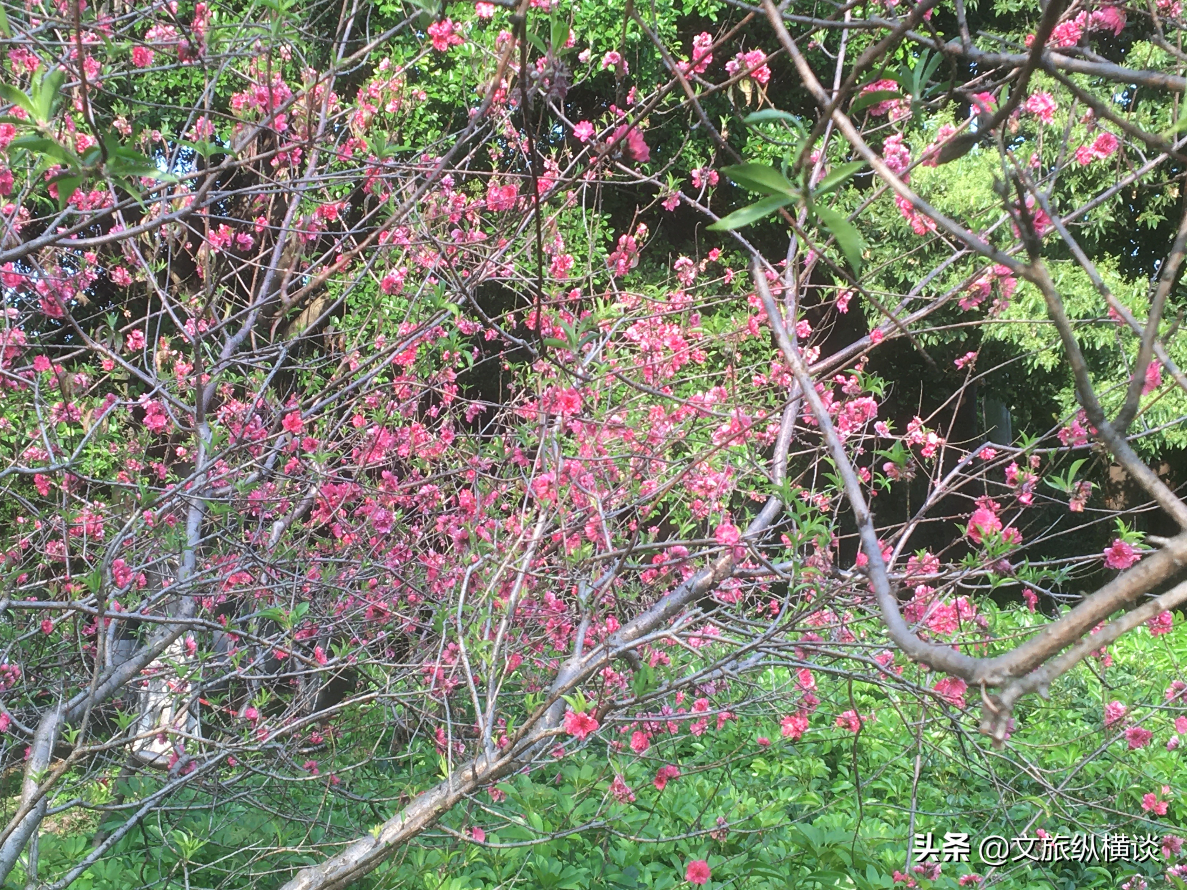 春天里，广州花开叶落，半城花海半城秋