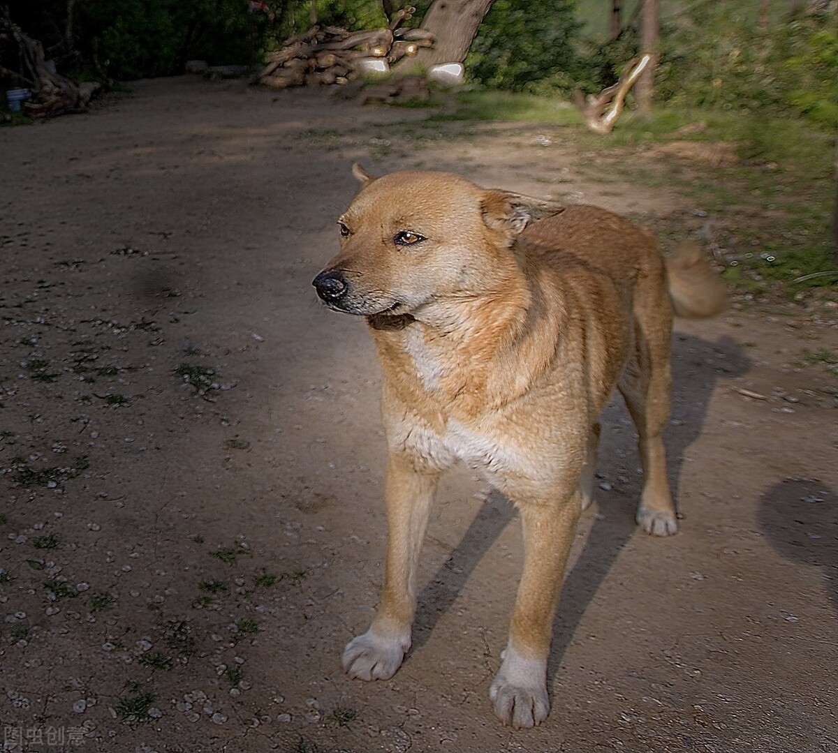 几种最旺财的狗狗，拥有一只暴富不是梦？