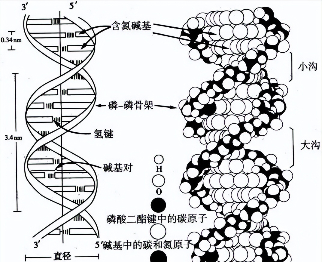 6500年前“横空出世”，被误为是中国迷信产物，现被证实为超科学
