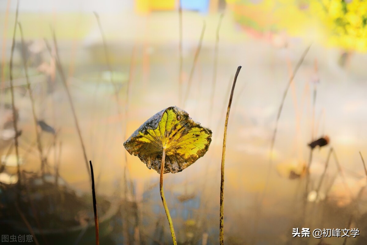 散文：退一步海阔天空，忍一忍不后悔