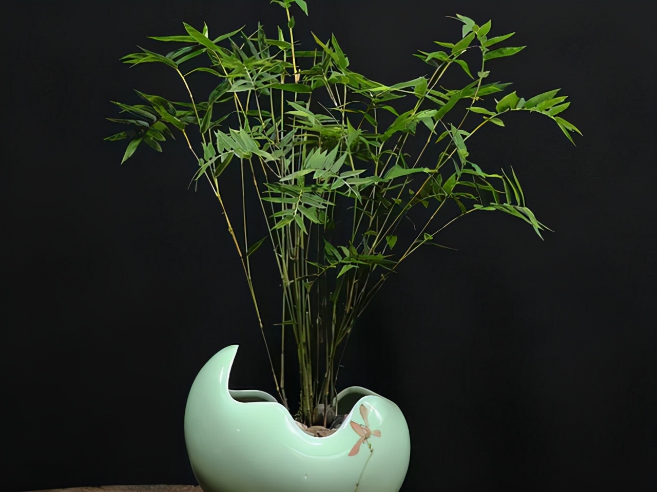 错,这3种竹子可以养在室内,比花还好看