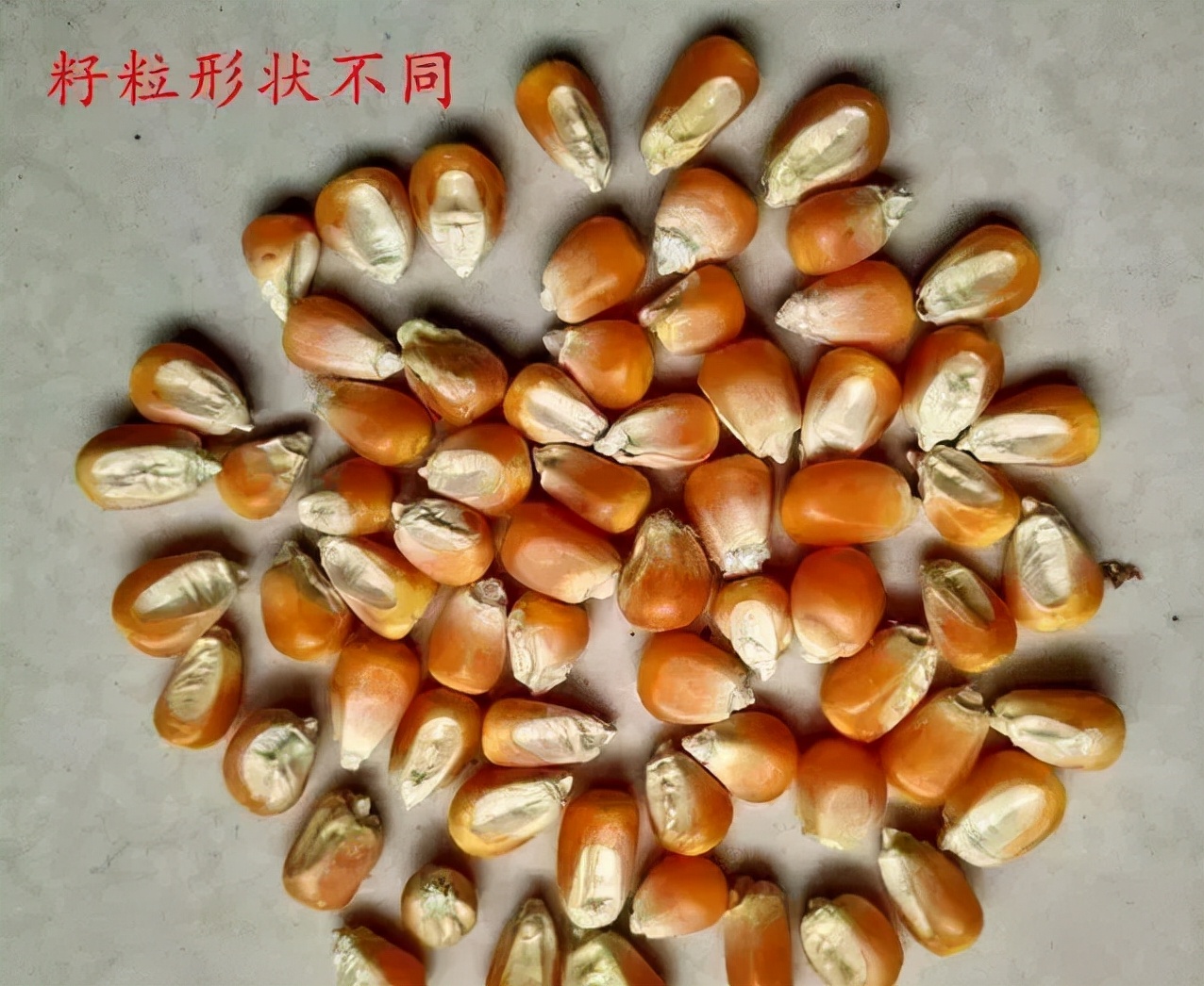 玉米種子價(jià)格差在哪？今年買種一定要注意這幾點(diǎn)