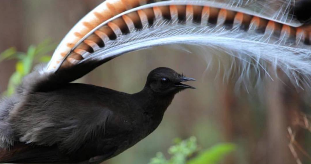 "口技专家"——琴鸟