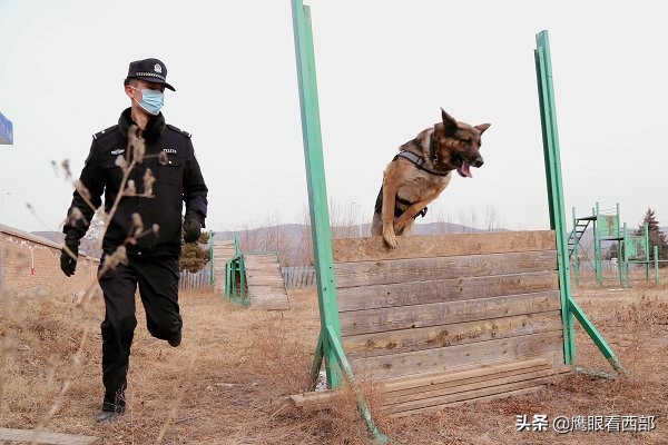 「摄影报道」甘肃平凉：“神犬奇兵”冬季训练忙