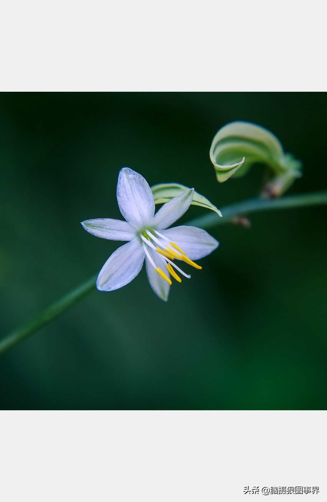 用手机的大光圈拍照 手机拍照 大光圈 - 情书号