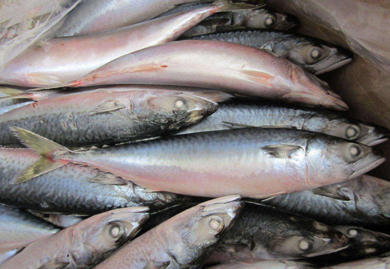 有人专挑这5种纯野生海鱼-纯野生的海鱼 - 114知识网