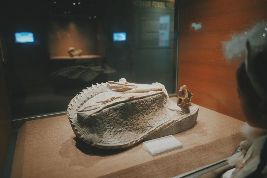 最近超火的盐帮菜之乡让我大开眼界，奇怪的知识又增加了