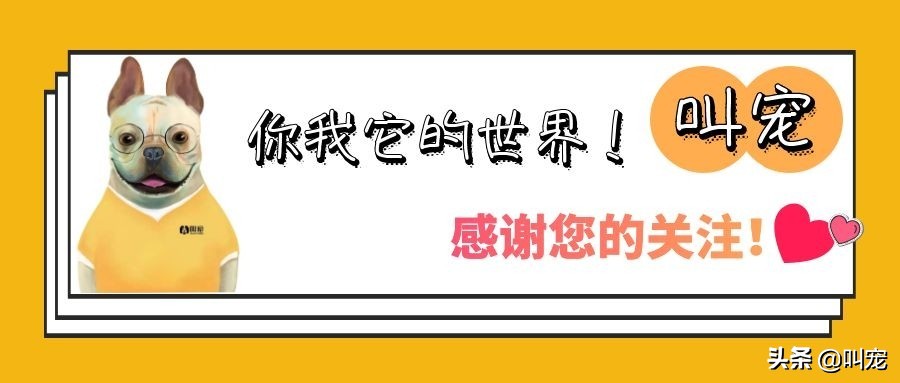 猫咪“忠心”排行榜，养到一只，就值了