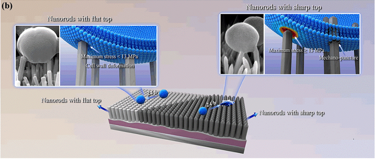 国际关注！西安交大取得系列研究进展，事关骨、牙、关节等硬组织缺失重建！