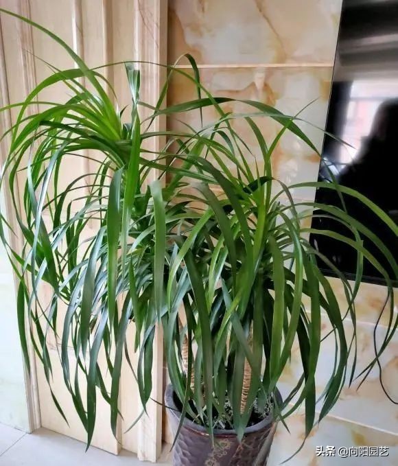 这8种花“招财”，养在家里，寓意“吸财进宝”，你家养的吗？