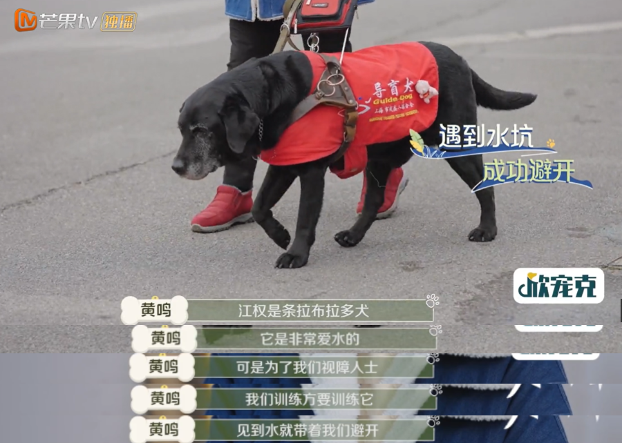 10分钟看哭7次！当他们不再“有用”的时候，却也无法正常生活